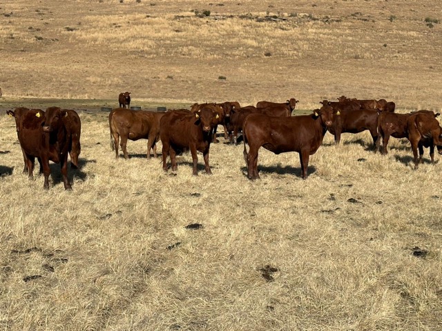 WhatsApp Image 2023-09-08 at 17.44.50 (1) Medium