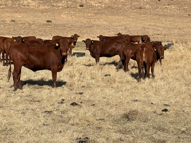 WhatsApp Image 2023-09-08 at 17.44.51 Medium