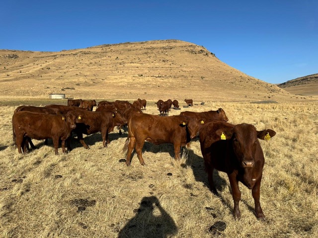 WhatsApp Image 2023-09-08 at 17.44.53 Medium